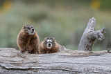 Yellow-Bellied Marmot babies in log