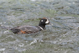 Harlequin duck in Yellowstone River
