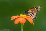 Monarch Butterfly on Tithonia (Mexican Sunflower) 