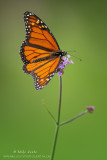 Monarch Butterfly verticle on flower