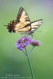 Tiger Swallowtail Butterfly on purple flower