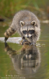 Racoon walks on branch on water