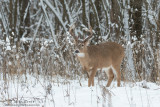 White-tailed deer in snowy woods