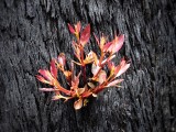 New life after fire
