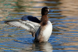 Kuifeend - Tufted duck
