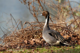 Pijlstaarteend - Northern Pintail