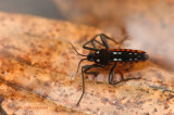 Beekloper - Water cricket