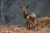 Roe Deer - Ree