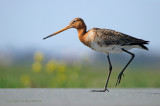 Grutto - Black-tailed Godwit