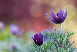 Wildemanskruid - Pasque flower