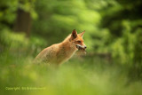 Vos - Red fox