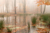 Forest fen - Bosven