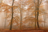 Beech forest - Beukenbos