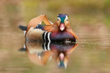 Mandariijneend - Mandarin Duck