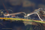 Bruine winterjuffer - Common winter damselfly