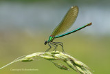 Dragonflies and Damselflies - Libellen en Waterjuffers