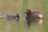 Dodaars - Little Grebe
