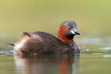 Dodaars - Little Grebe