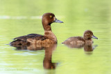 Kuifeend - Tufted duck