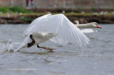 Knobbelzwaan - Mute Swan