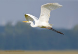 Grote zilverreiger - Western Great Egret