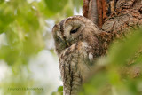 Bosuil - Tawny owl
