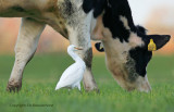 Koereiger