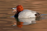 Tafeleend - Pochard