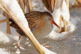 Waterral - Water Rail