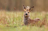 Ree - Roe Deer