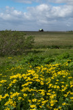 Seljalandsfoss