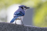 Decatur Cemetery Birding - May 9, 2020