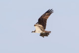 Osprey Carrying a Tripletail Fish