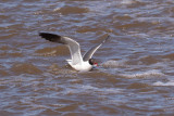 Laughing Gull with Fish