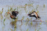 Black-bellied Whistling-Ducks (Two Males Fighting for the Attention of a Female)