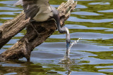 Tri-colored Heron