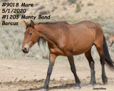 9018 Mare
