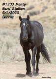 1203 'MONTY'