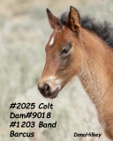 2025