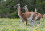 Guanaco