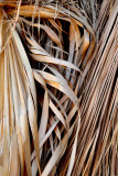 Palm Fronds