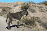 Beatty burro