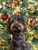 Purple Christmas 2019