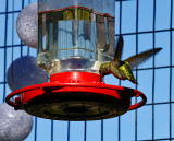Hummer at feeder