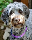 Purple 6 yrs old 