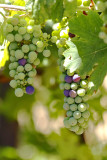 Grape clusters