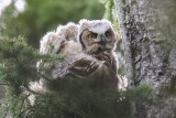 Great Horned Owl fledgling