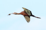 White-faced Ibis with Giant Water Bug, Tofield AB