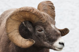 Bighorn Sheep, Jasper AB