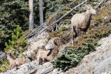 Bighorn sheep, Jasper AB